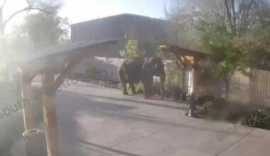 Security video captures Alice the elephant’s great escape