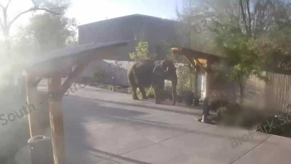 Security video captures Alice the elephant’s great escape