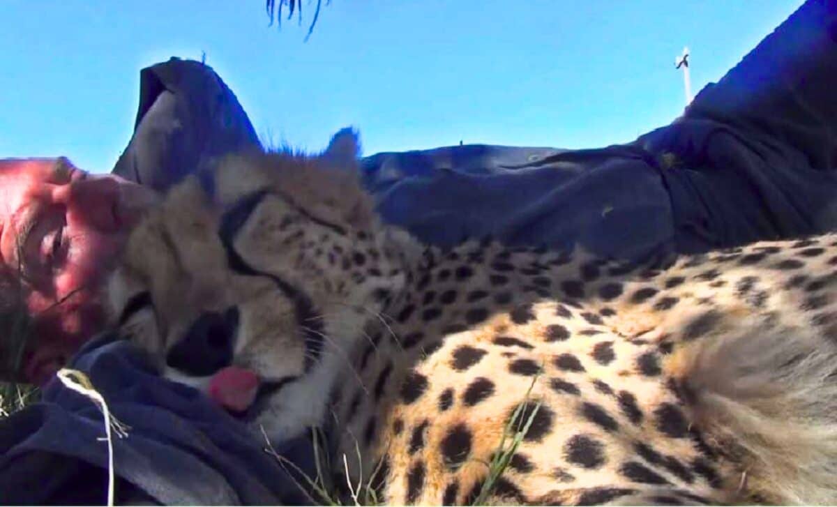 Cheetah Snuggles Sleeping Wildlife Photographer Under Tree
