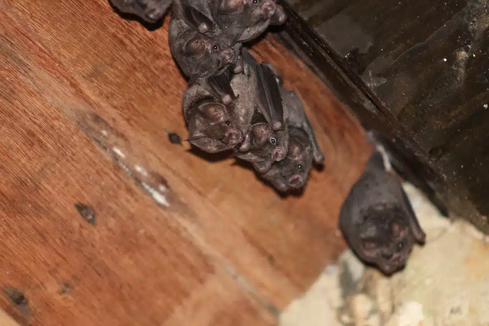 Bats,resting,in,the,attic,of,an,abandoned,house.