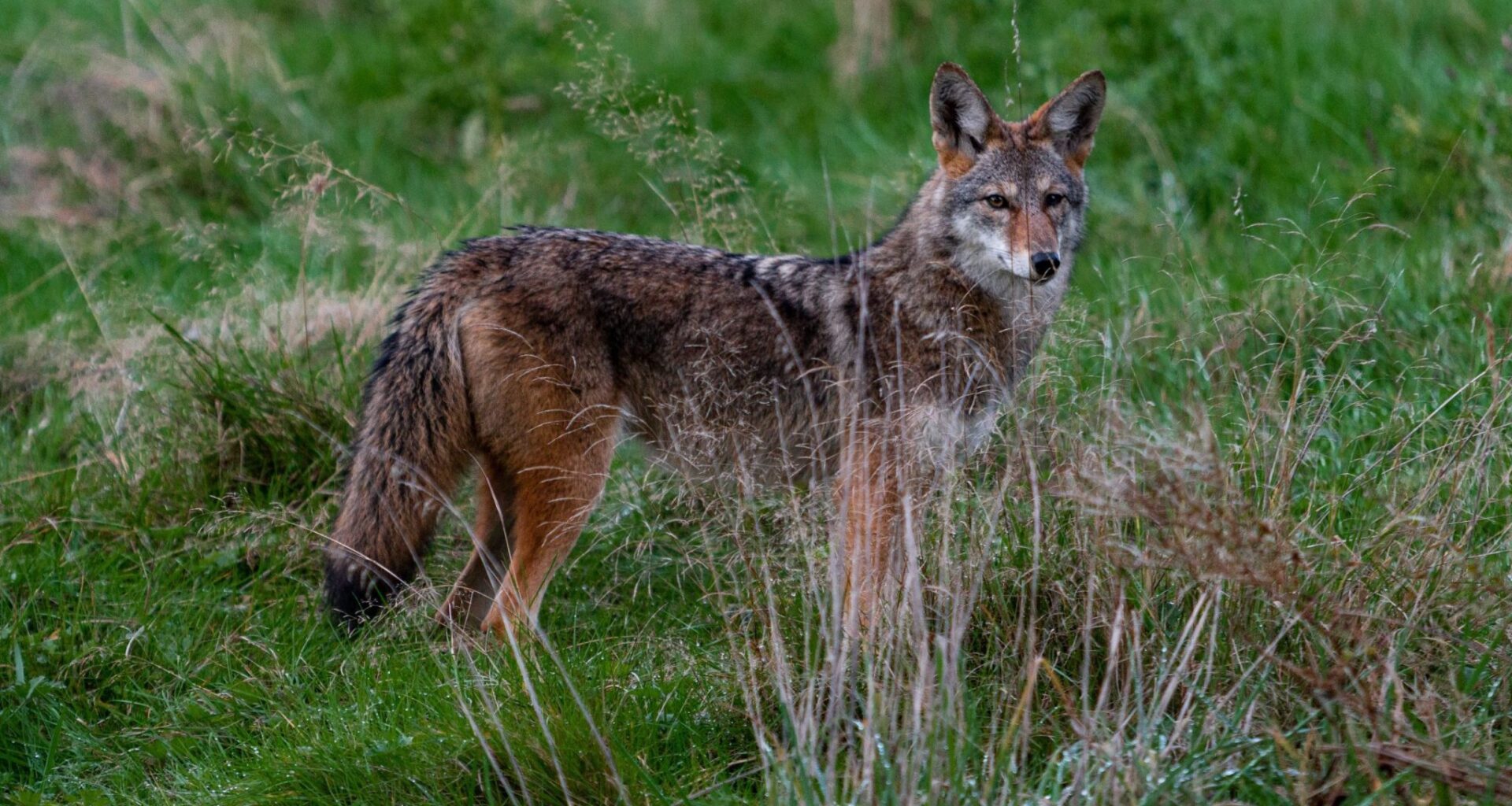 'Brazen' coyotes spotted in Orléans
