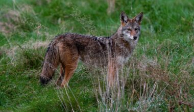 'Brazen' coyotes spotted in Orléans