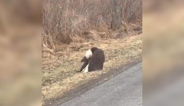 Driver Spots Majestic Animal 'Sleeping' By The Road — Then Realizes She's In Trouble