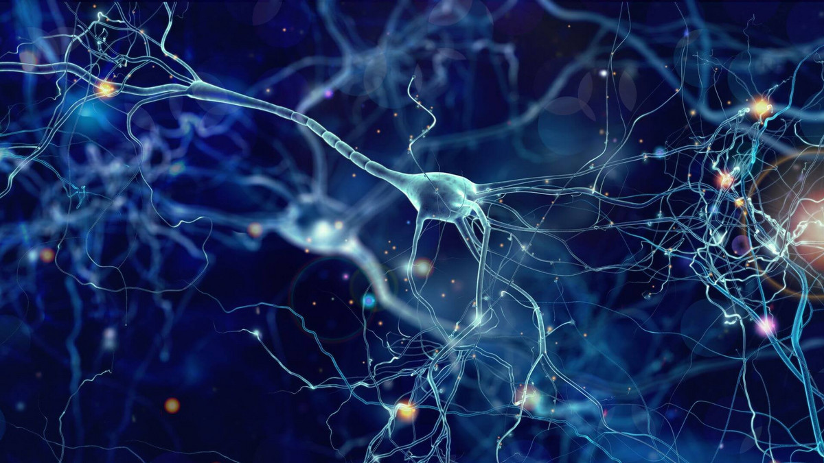 Neurons store and burn lipids, not just glucose