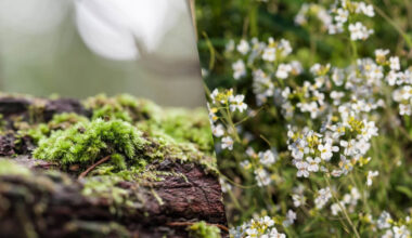 We now know how moss leaves grow