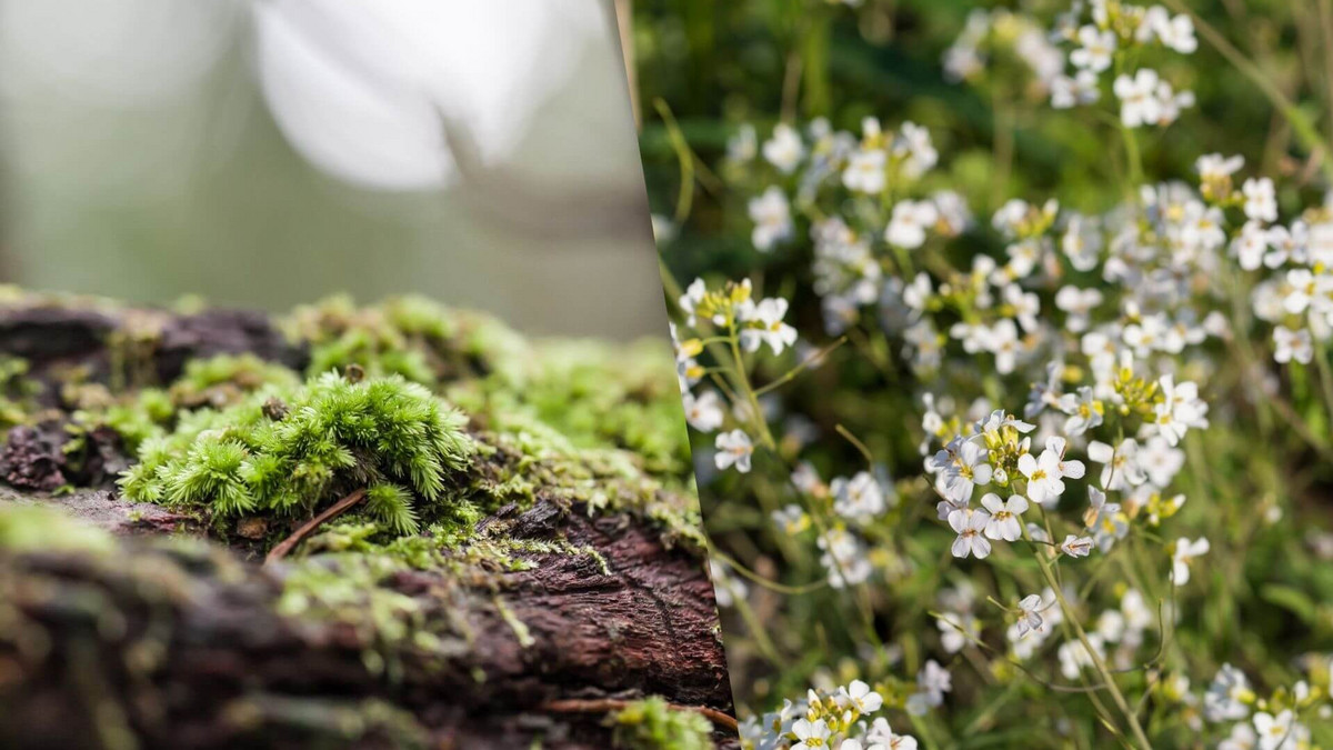 We now know how moss leaves grow