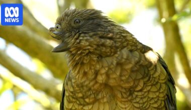 Bruce the disabled NZ kea uses his broken beak to dominate male rivals