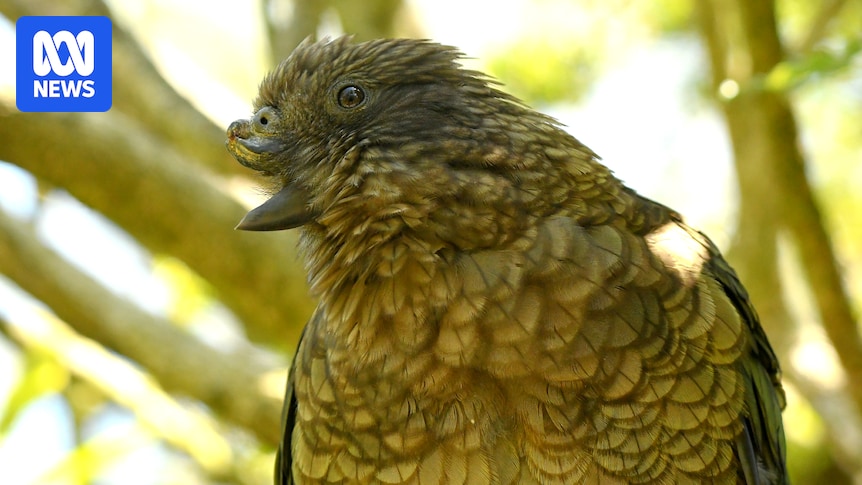 Bruce the disabled NZ kea uses his broken beak to dominate male rivals