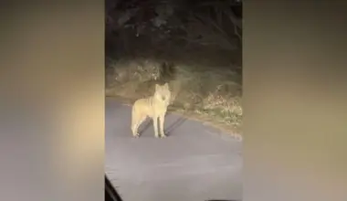 About 60 police officers have been deployed to the area with six drones monitoring the wolf's movements in real time.