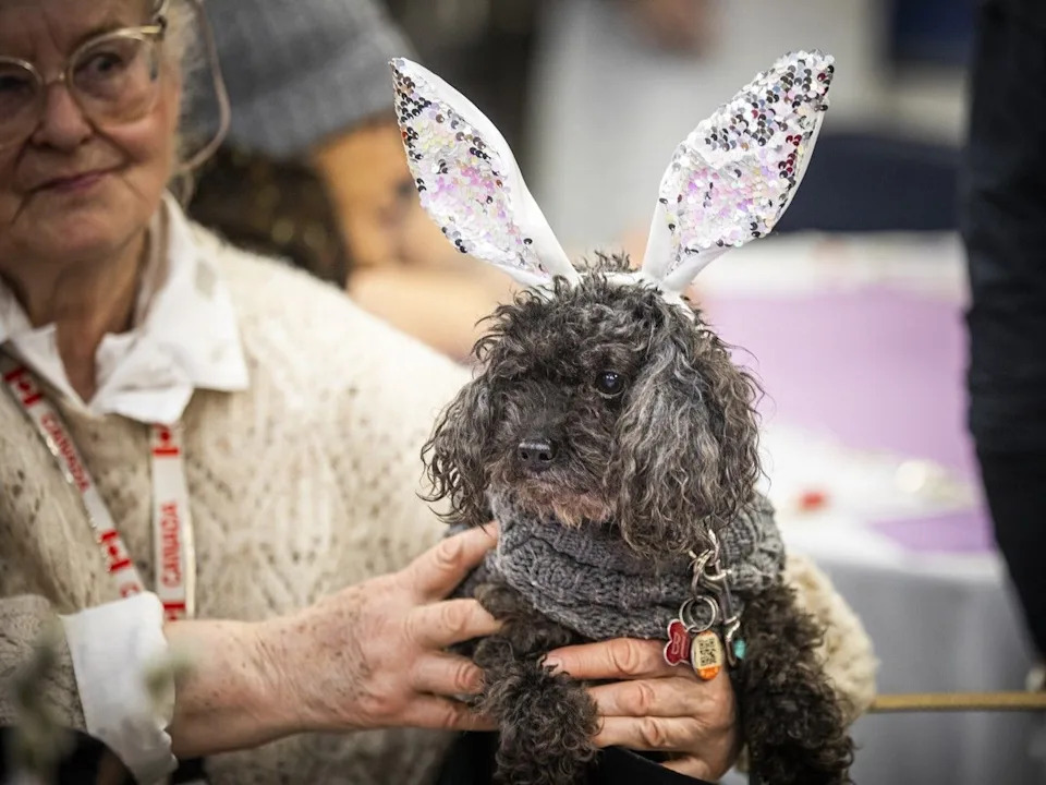  Bubu dog was dressed in festive bunny ears during the special event Sunday.