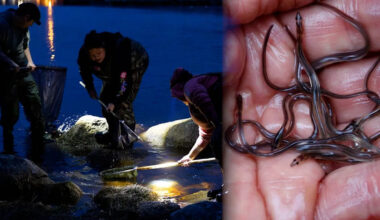 Atlantic Canada suffers from poaching as lucrative elver season begins