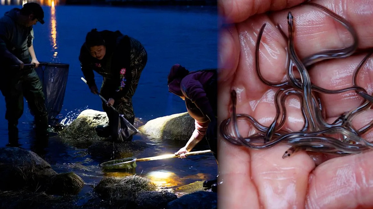 Atlantic Canada suffers from poaching as lucrative elver season begins