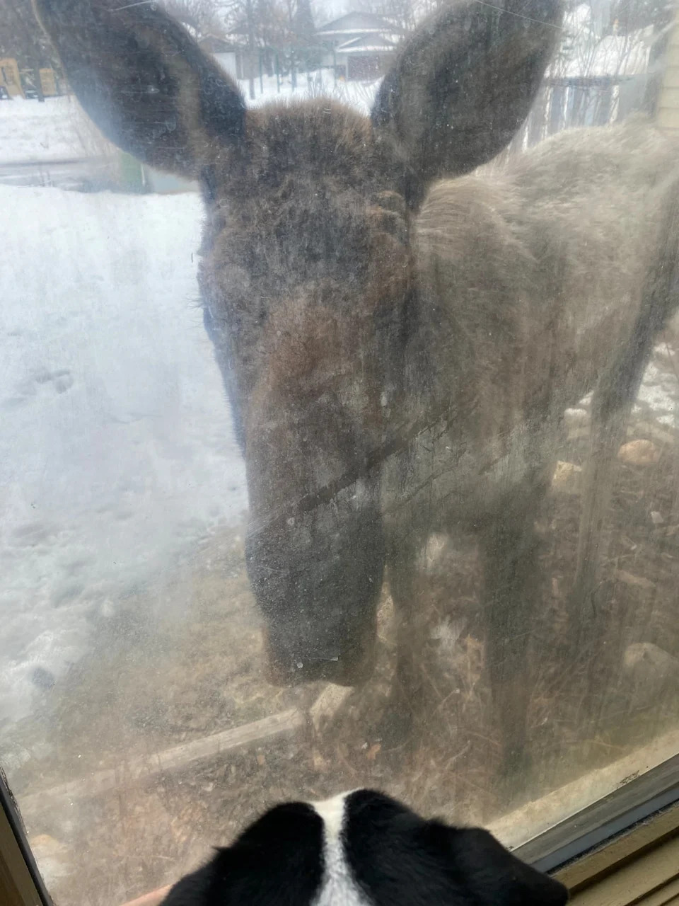 A moose peers at a dog through a window outside a home in Grande Prairie, Alta., on April 2, 2026.