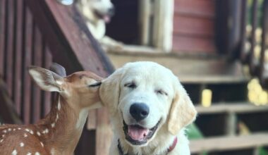 Tiny Deer Being Raised by Loving Golden Retriever Pack Is Straight Out of a Fairy Tale