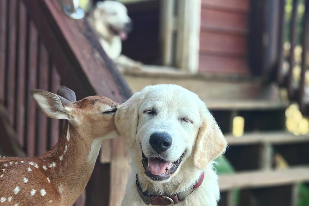 Tiny Deer Being Raised by Loving Golden Retriever Pack Is Straight Out of a Fairy Tale