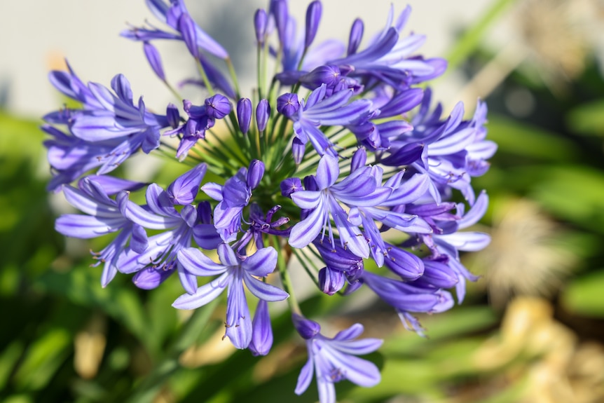 A purple flower head of agapanthus.