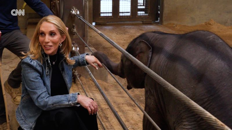 CNN exclusive: Dana Bash goes behind the scenes with the baby Asian elephant at the National Zoo