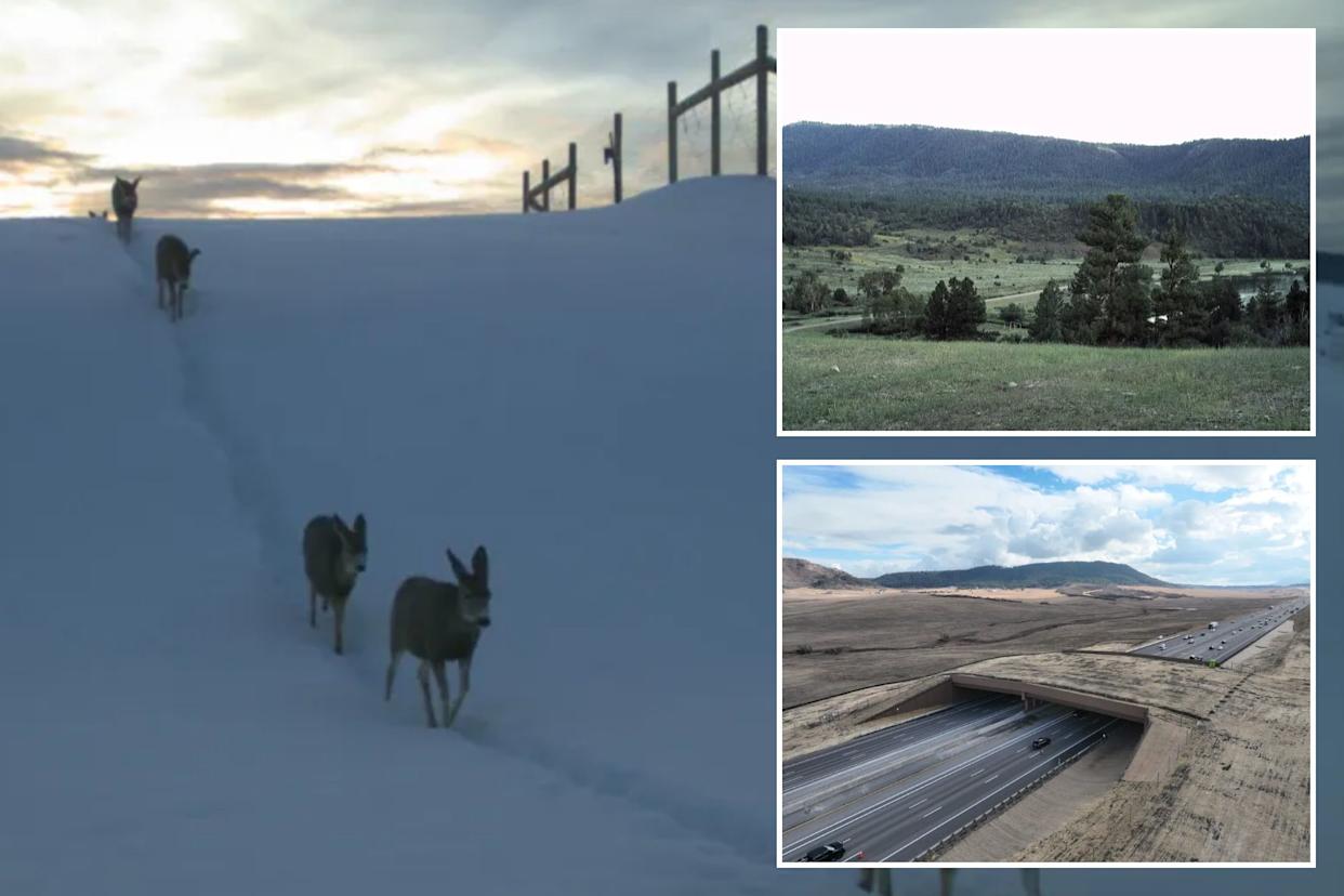 An image collage containing 3 images, Image 1 shows A string of five deer in the snow near a fence, Image 2 shows Beautiful land and trees with mountains in the background, Image 3 shows A six-lane highway with a giant overpass for animals to use to get to the other side without getting into traffic