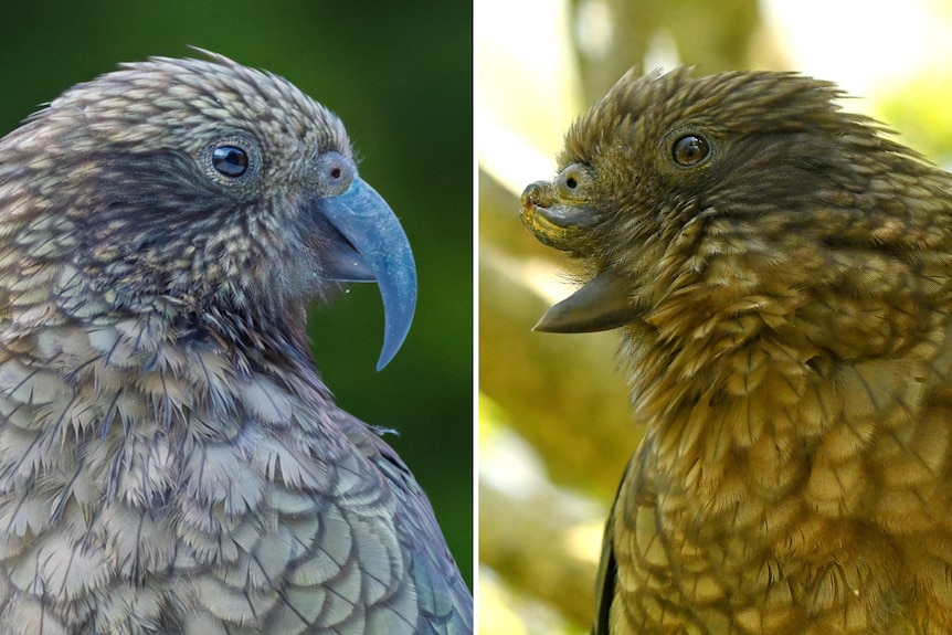 Side to side portraits of two green parrots facing each other, one has full beak, the other only the bottom half.