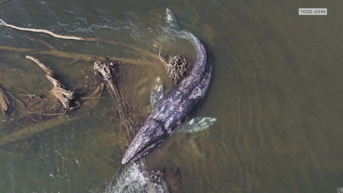 Seven dead gray whales signal trouble in Washington waters