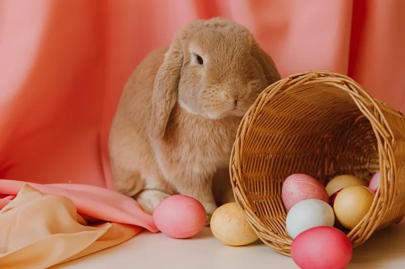 Easter Bunny