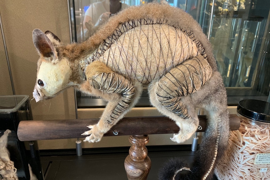 The side profile of a taxidermied possum showing the stuffing and stitching used under the fur to give the animal its shape.