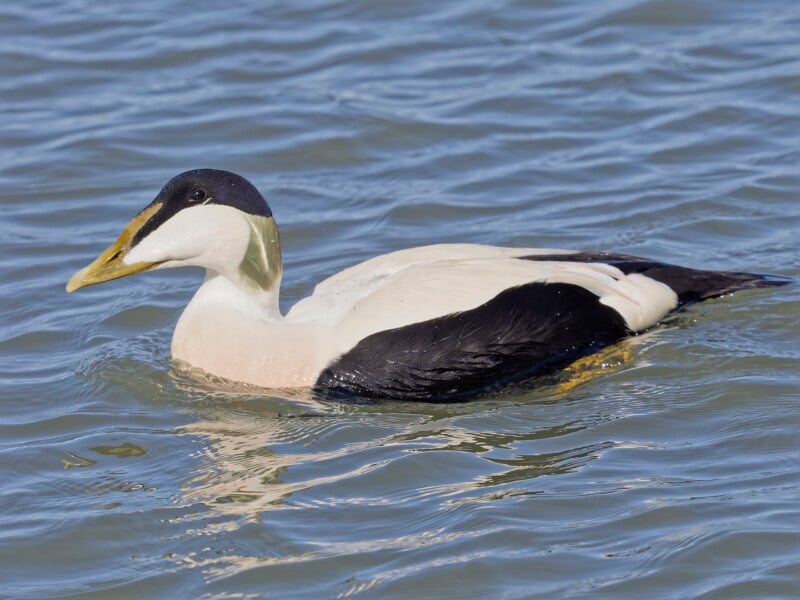 A large duck with a black cap, white and black body, and a long yellow beak swims on the surface of blue water.