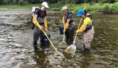 Traces of fentanyl, other drugs found in some Ontario fish, study shows
