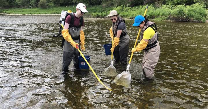 Traces of fentanyl, other drugs found in some Ontario fish, study shows