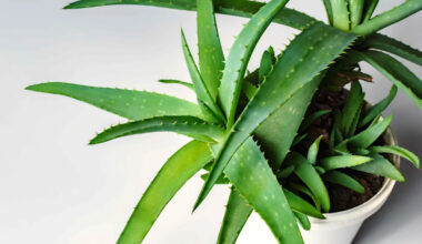 Yahoo lifestyle home