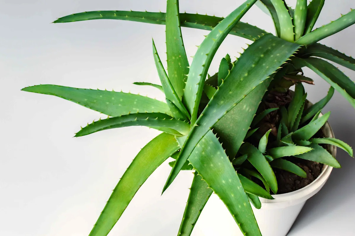 Yahoo lifestyle home