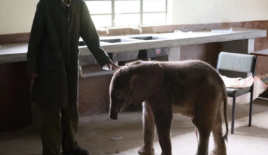 Long’uro the baby elephant lost his trunk in a vicious attack. He’s now thriving in the best way.
