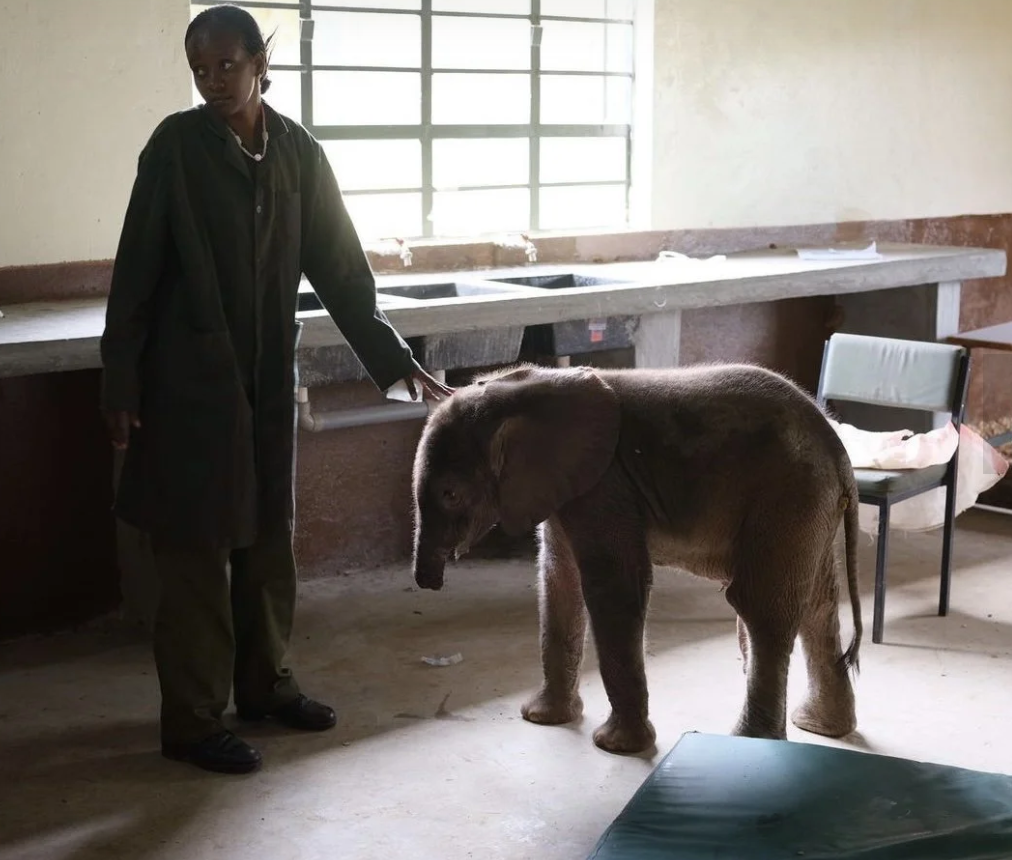 Long’uro the baby elephant lost his trunk in a vicious attack. He’s now thriving in the best way.