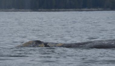 grey whales dying off B.C.'s coast, part of trend amid food scarcity