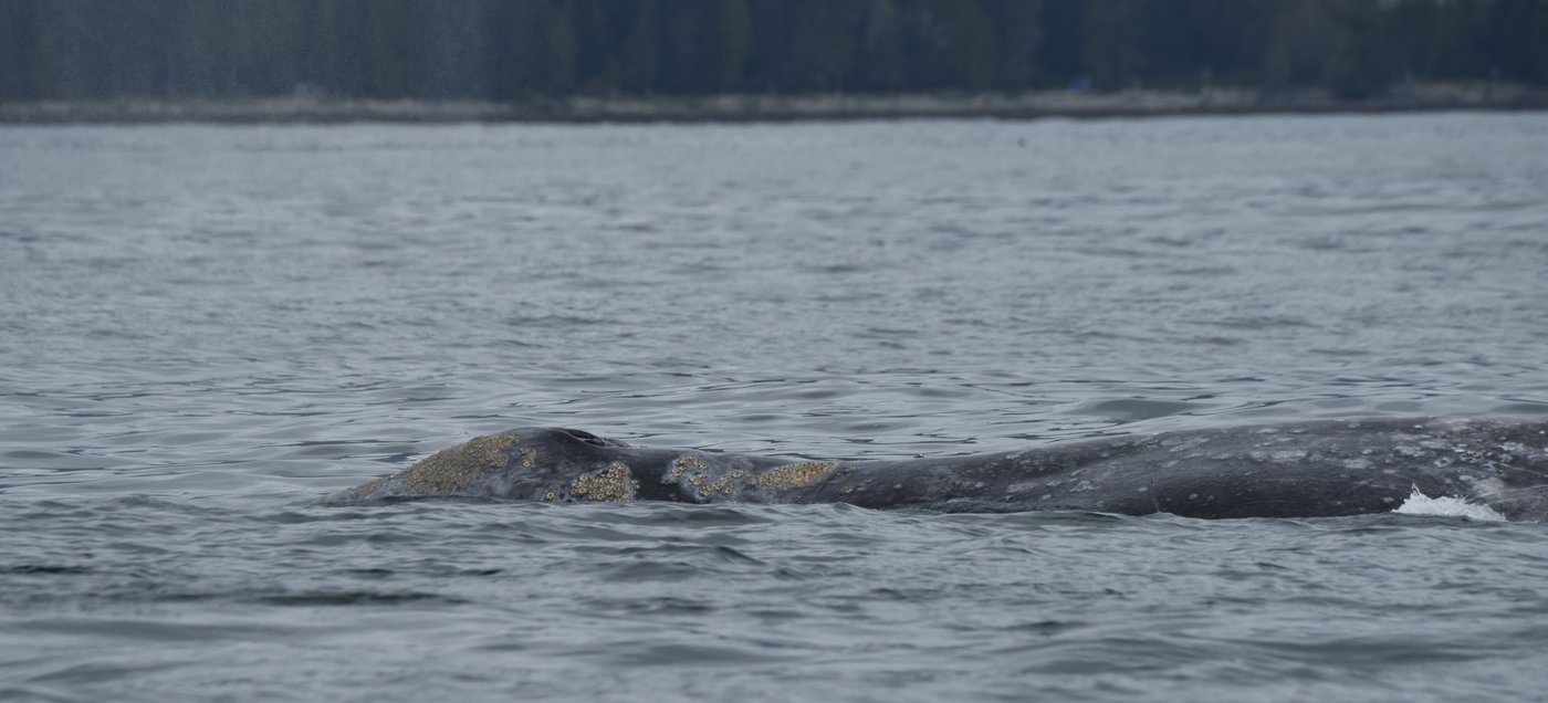 grey whales dying off B.C.'s coast, part of trend amid food scarcity