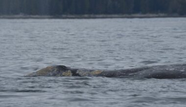 'Bag of bones': Grey whales dying off Vancouver Island amid lack of food