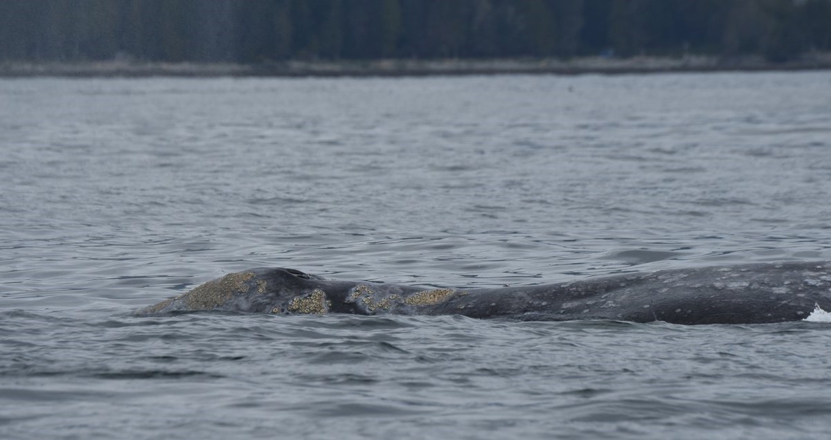 'Bag of bones': Grey whales dying off Vancouver Island amid lack of food