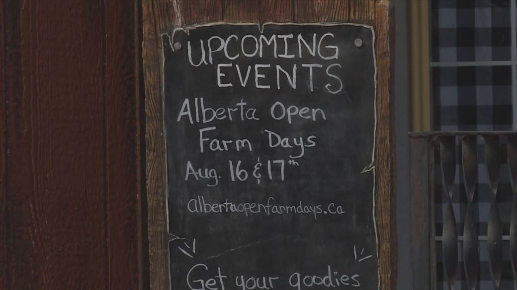 Click to play video: 'Open Farm Days takes you behind the scenes of an Alberta farm'