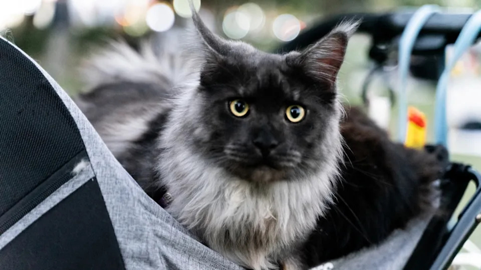 Black Smoke Maine Coon Image via Shutterstock / wei.hwc