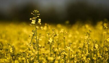 Soaring diesel prices ‘going to be very expensive’ for Canadian farmers