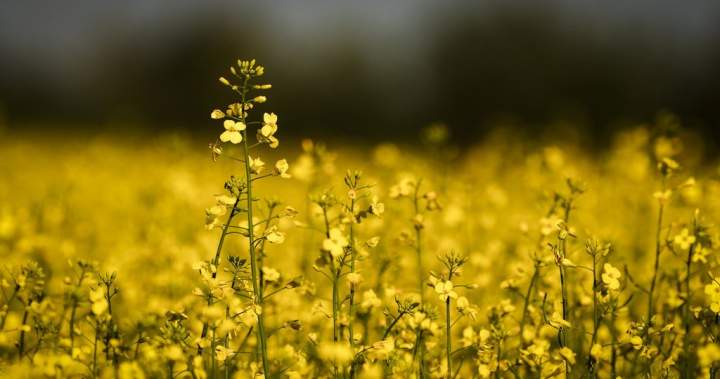 Soaring diesel prices ‘going to be very expensive’ for Canadian farmers