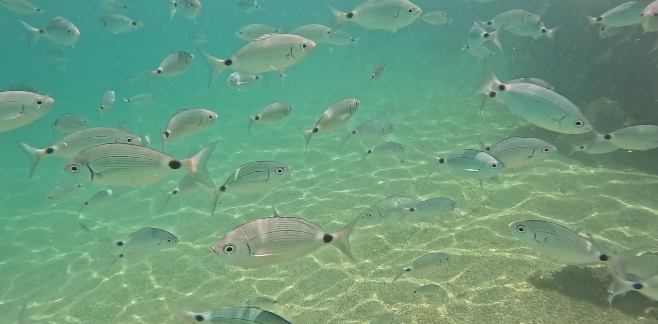 What fish redistribution in the Mediterranean is telling us about species’ climate resilience
