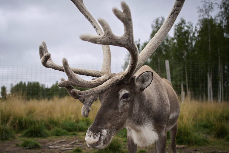A reindeer with antlers