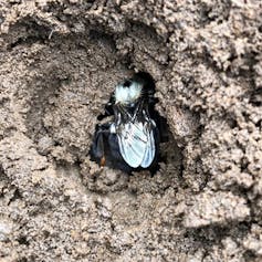 A bumblebee queen hibernating in mud.