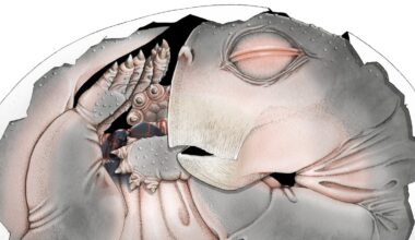 Embryo fossil found in South Africa is world’s oldest proof that mammal ancestors laid eggs