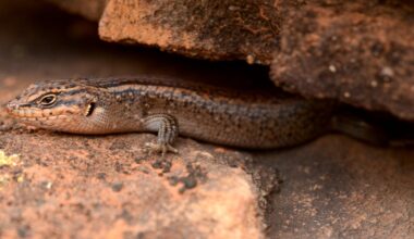 Meet kungaka – ‘the hidden one’. This ancient lizard could be the rarest reptile in Australia
