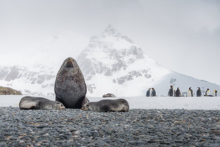 Antarctic fur seal with pups at Sailsbury Plain on South Georgia, with snow-covered hills in the background.