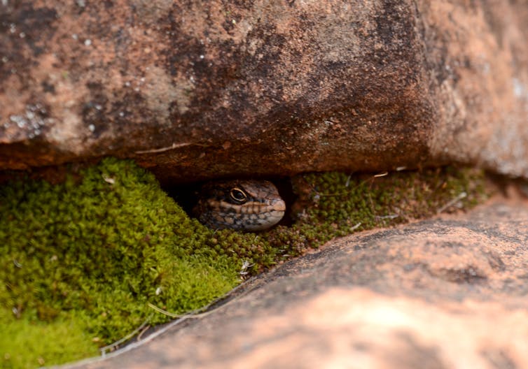 A small lizard, the kungaka, peeks out from underneath a rock.