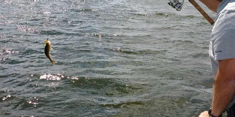 Manitoba Anglers’ Guide 2026 released as free fishing days continue