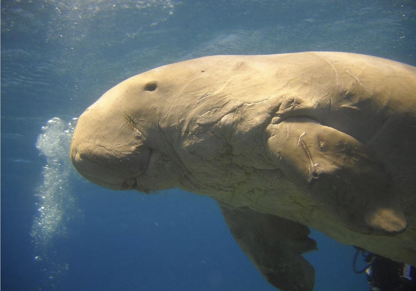 A Civilization May Yet Die